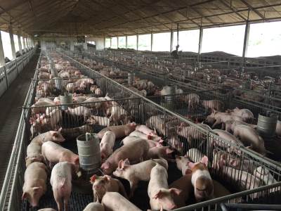  Cijena svinja po kilogramu u RS 