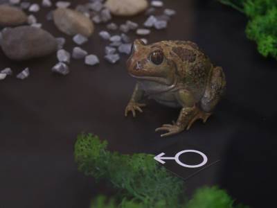  Žaba češnjarka izložba Muzej RS 