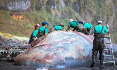  U tijelu kita pronađen vrijedan ćilibar 