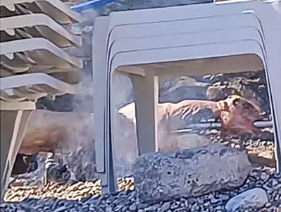  Pekli janje na plaži Jaz kod Budve 