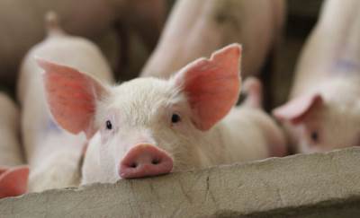  Ukinuta vanredna situacija zbog afričke kuge svinje 