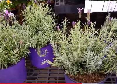  Uzgoj lavande kao biznis 