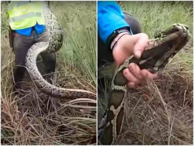  Lovac na zmije uhvatio pitona rekordera 