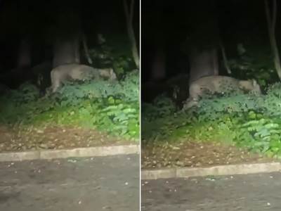  Odbjeglu lavicu policija traži po Berlinu 