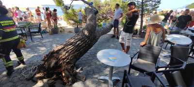  Stablo palo na krcatu plažu u Baškoj Vodi 