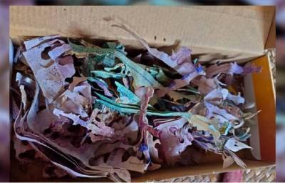  Termiti pojeli novac baki 