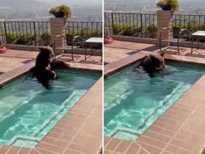  Medvjed u bazenu 