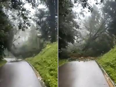  Snimak padanja drveća na put u Sloveniji 
