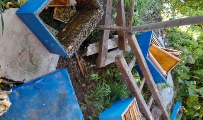  Medvjed se počastio medom pa uništio košnice 