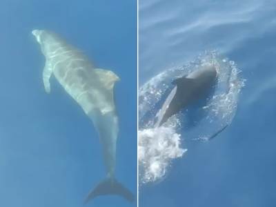  Turisti snimili delfine u Pločama 