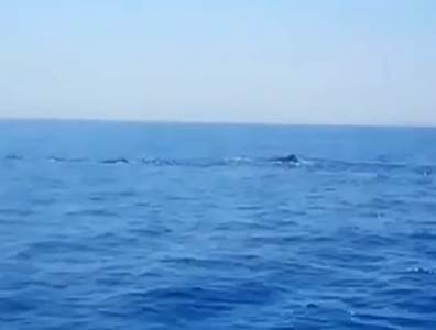  Kitovi kod Koručule na Jadranu 
