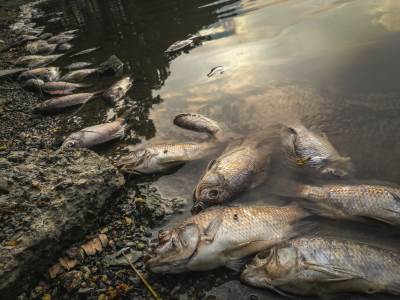  Pomor ribe u Bosni 