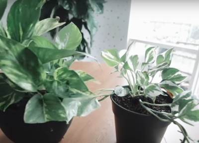  Koje sobne biljke ne treba držati zajedno 