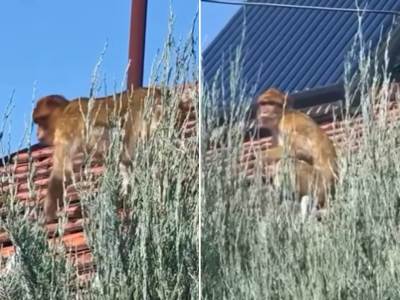  Majmun šeta po krovu u Beogradu 