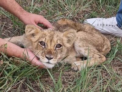  mladunče lava pronađeno na putu kod Subotice 