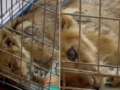 Mala lavica iz Subotice i dalje u lošem stanju 