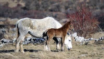  Livanjski divlji konji - jedinstveno blago BiH 