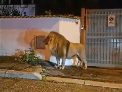  Uhvaćen odbjegli lav u Italiji 