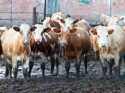  "Bile su blatnjave": U Sloveniji na snazi strožiji zakon, inspektori jednom farmeru oduzeli 24 krave  