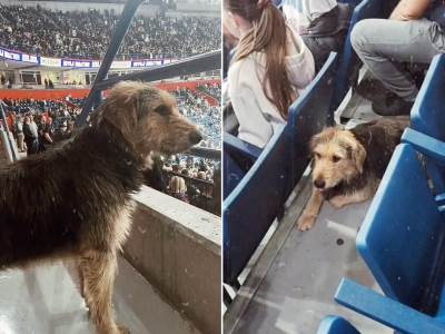  pas čičak gleda partizan u evroligi  