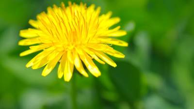  Danas mi je ruža procvetala - u svemiru 