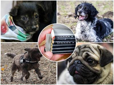  Kako pomoći životinji koja se plaši petardi 