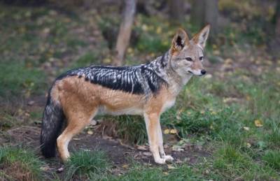  Šteta od 5.000 KM: Na imanju kod Višegrada šakal zaklao ovcu i janjad 