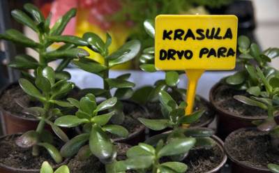  Drvo koje donosi novac 