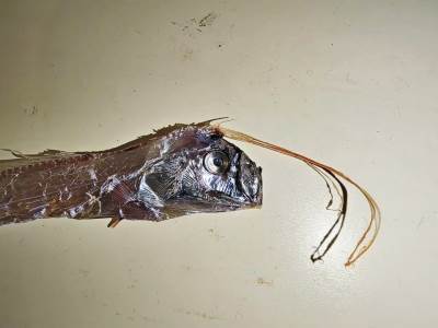  Divovske ribe pronađene u Jadranu 