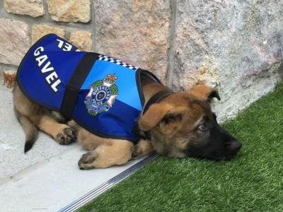  Pas koji je bio previše dobar za policiju 