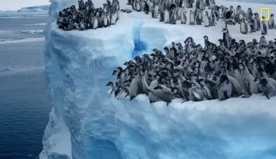  Pingvini skaču u vodu na Južnom polu 