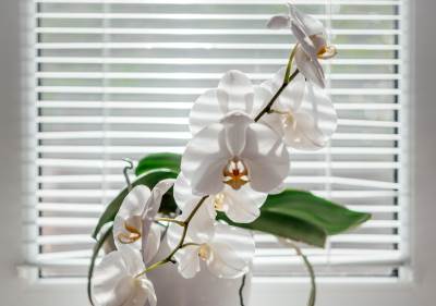  Gdje je najbolje držati orhideje u stanu 