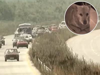  Pas koji je prešao 500 kilometara da bi našao svoje vlasnike izbjegle u Oluji 