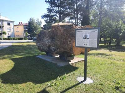  "Babin hrast" star 300 godina izložen u derventskom parku 