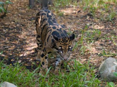  Oblačasti leopard snimljen u divljini 