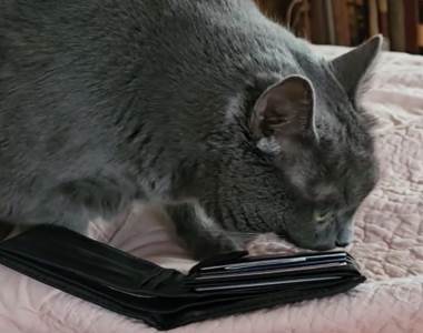  Mačka našla novčanik pokojnog vlasnika, a njen potez rasplakao je internet 