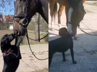  Četa konjanika policijske brigade udomila psa koji se druži sa konjima 