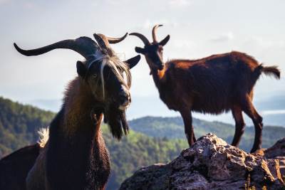  Fotograf Vladimir Tadić uslikao divlje koze na Kozari 