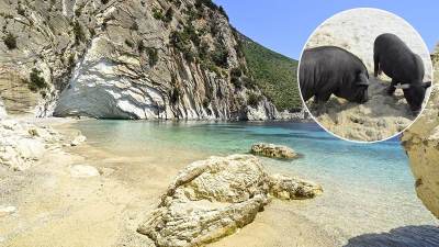  Pig beach u Grčkoj sa svinjama 