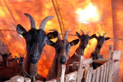  Kozji sir iz Srpske stigao do Brazila! 