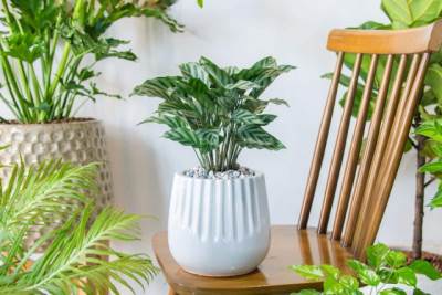  Sobne biljke za jesen sa ukrasnim lišćem 