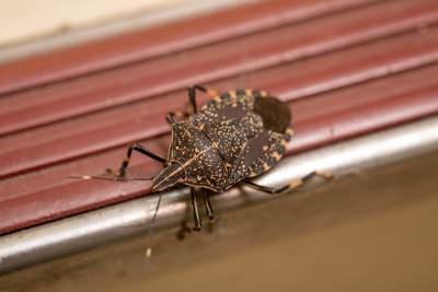  Kako se riješiti smrdibuba 