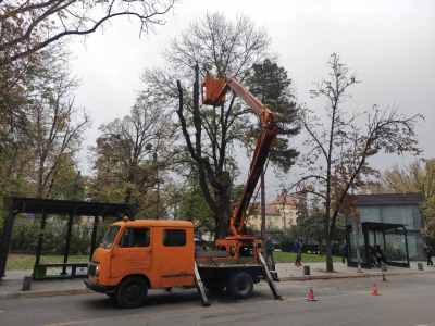  Orezivanje bolesnog drveća u Banjaluci 