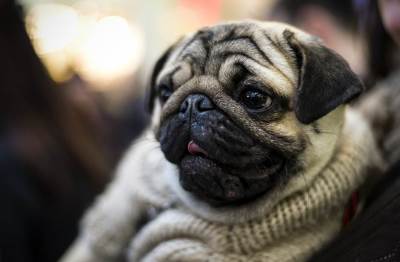  I psi mogu da osjete promjenu vremena 