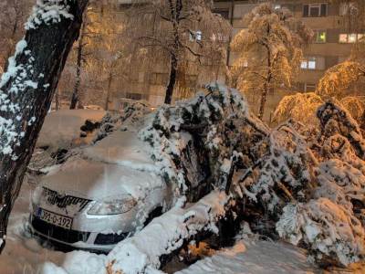  Palo drvo na pješaka na Mejdanu 