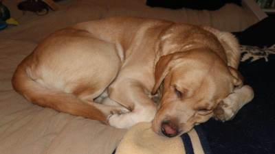  Razlozi zašto pas povraća 