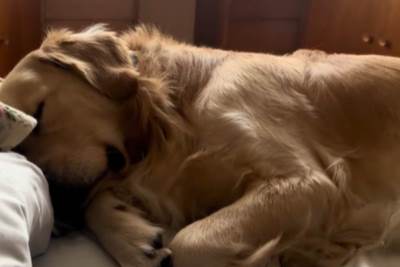  Čovek osramotio svog psa zbog pregleda, 47 miliona mu se smeje zbog jedne stvari 