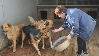  Hrana koja je otrovna za pse 