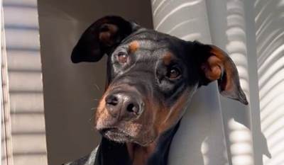  Snimak dobermana koji ne zna da laje 