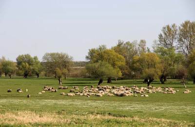  Železnice unajmile ovce za održavanje pruga! 